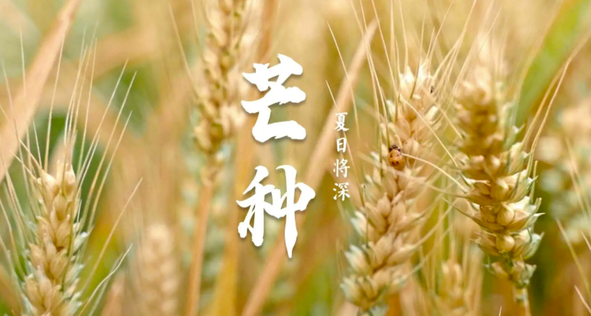 芒種時節(jié)：播種希望，收獲美好